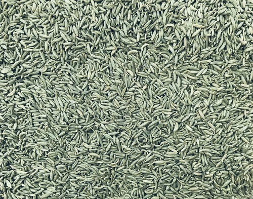 हरी स्वच्छता से भरपूर, खाना पकाने के लिए 100% शुद्ध और प्राकृतिक सौंफ के बीज (सॉफ)
