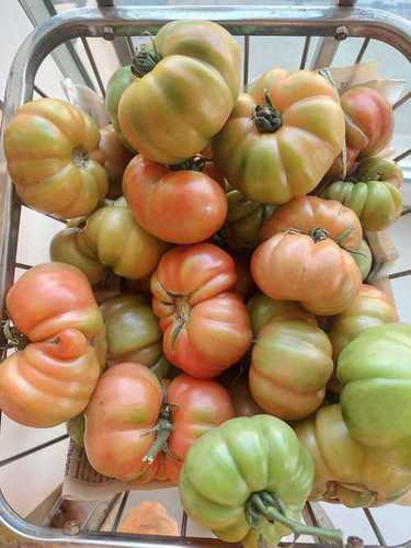 Organic Pure Kashi Tomato Seed, Rich in Nutrients, Minerals, and Antioxidants