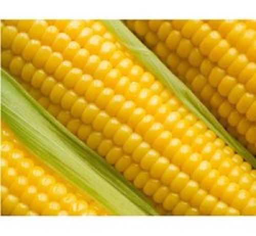 Delicious Taste, Organic and Natural Maize Used as a Thickener in Soups and Stews