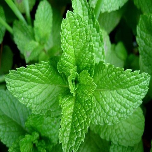 Nice Fragrance No Artificial Color Rich Natural Taste Green Fresh Mint Leaves