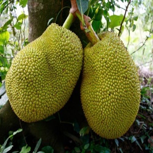 No Artificial Color Rich Healthy Natural Delicious Taste Green Fresh Jackfruit