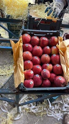  ए ग्रेड मीठा स्वाद मध्यम आकार 100% शुद्ध और प्राकृतिक ताजा ईरान सेब 