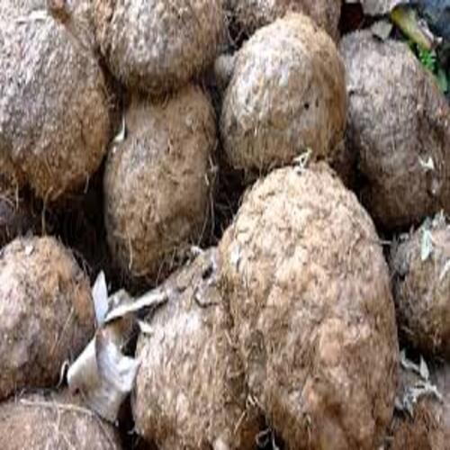 Chemical Free Rich Natural Fine Taste Healthy Brown Fresh Elephant Foot Yam