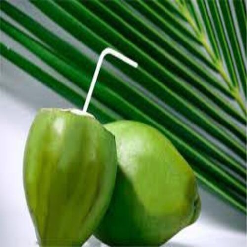  अशुद्धियों से मुक्त प्राकृतिक समृद्ध स्वाद स्वस्थ हरा ताजा कोमल नारियल 