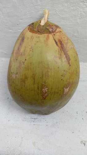 100 Percent Natural and Farm Fresh Tender Coconut