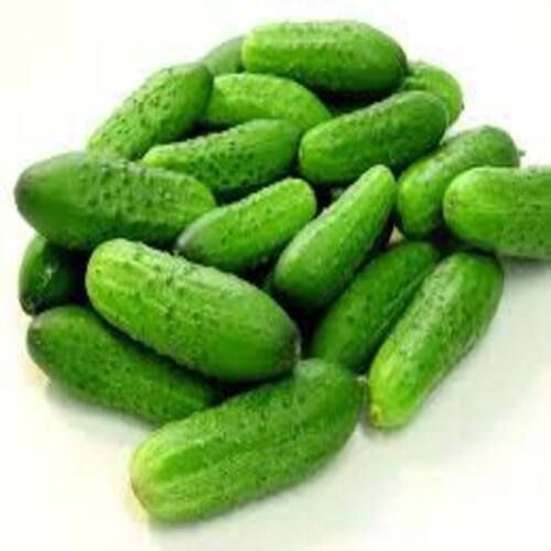 No Artificial Color Healthy Natural Rich Taste Green Fresh Gherkins