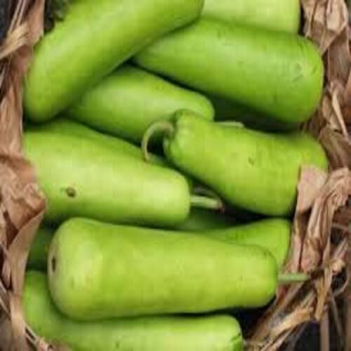 Rich Natural Fine Taste Chemical Free Healthy Green Fresh Bottle Gourd