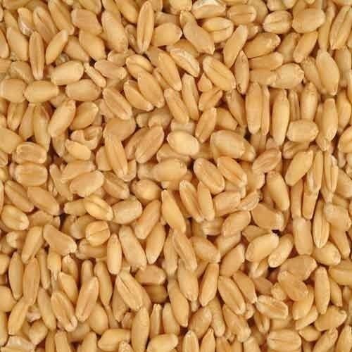 25 To 50 Kg Golden Wheat Seeds(Gluten Free And Hybrid) Shelf Life: 1 Years