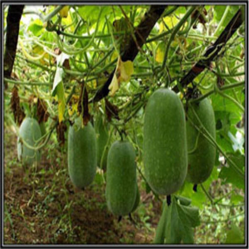 Chemical Free Rich Natural Fine Taste Healthy Green Fresh Ash Gourd