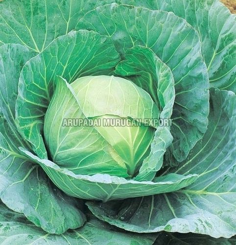 Round & Oval Floury Texture Healthy Rich Natural Fine Taste Green Fresh Cabbage