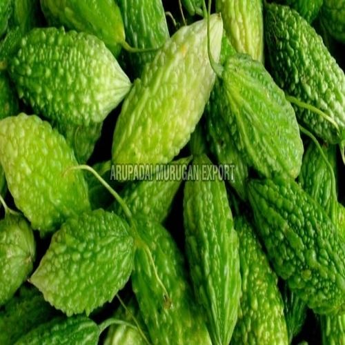 Healthy Natural Rich Taste Floury Texture Green Organic Fresh Bitter Gourd