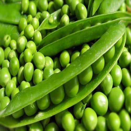  कोई कृत्रिम रंग नहीं रासायनिक मुक्त स्वस्थ प्राकृतिक स्वाद ताजा हरा मटर 