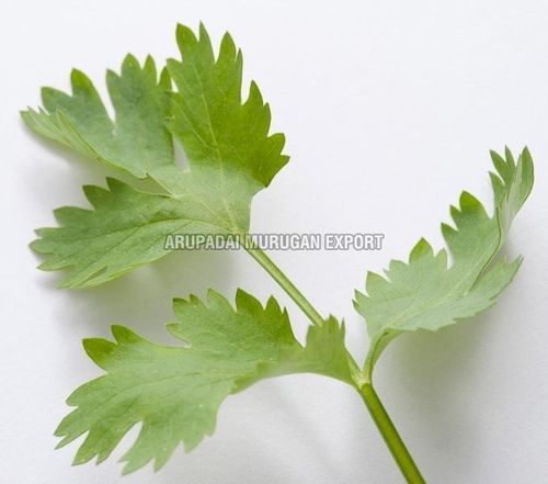 Good Fragrance Healthy Natural Rich Taste Green Fresh Coriander Leaves