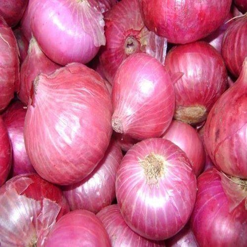 Rich Healthy Natural Taste Enhance The Flavor Big Fresh Red Onion