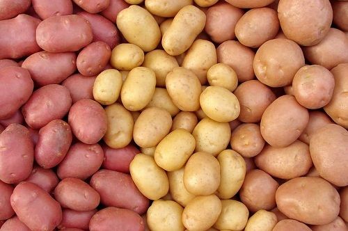 Excellent Taste Improves Health Elliptical Shape Russet Yukon Gold Potatoes