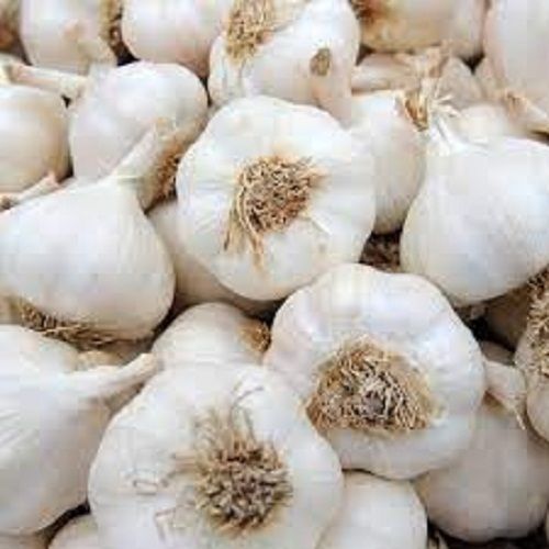 Fresh And Natural White Garlic Which Adds Texture In Dishes And Hot Flavor