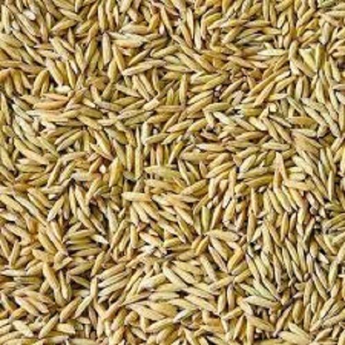 Golden Color Fresh Paddy Rice Seed Naturally Grown