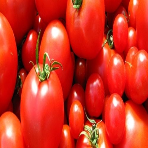 Mild Flavor Chemical Free Healthy Natural Taste Red Fresh Tomato