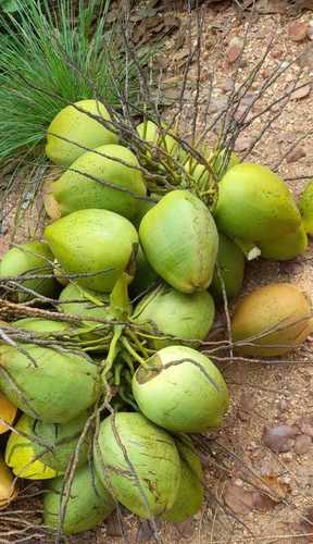 Farm Fresh Natural Green 100% Pure Matured Tender Coconut