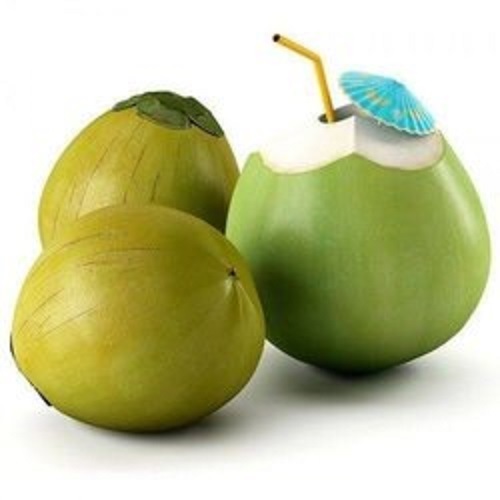 Healthy and Delicious 100% Pure Matured Fresh Tender Coconut Water - Organic Green Coconut Round Shape | Rich in Antioxidants & Fiber