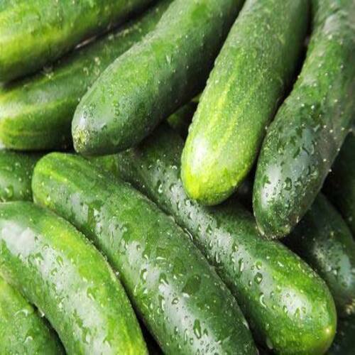 High Fiber Chemical Free Healthy Natural Rich Taste Green Fresh Cucumber