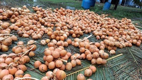 Organic A Grade Orange Color 100% Matured Tender King Coconut