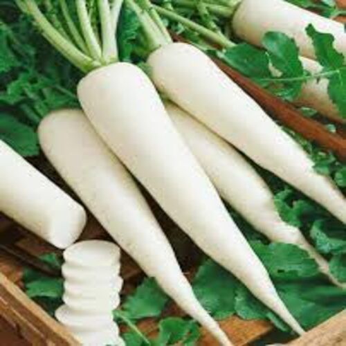 Long High Fiber Chemical Free Healthy Natural Rich Taste White Fresh Radish