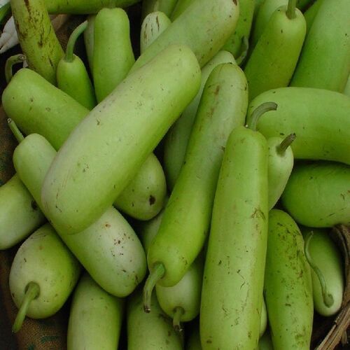 Natural Fine Rich Taste Chemical Free Green Fresh Bottle Gourd