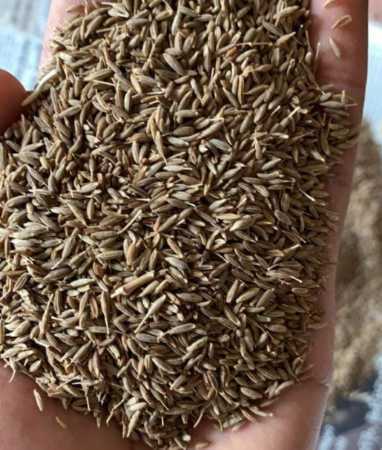 Wholesale Price Export Quality Dried And Cleaned Cumin Seeds (Cuminum Cyminum)