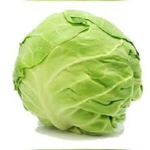 A Grade 100% Pure and Natural Fresh Green Cabbage Use For Cooking