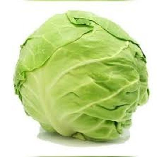 A Grade 100% Pure And Natural Fresh Green Cabbage Use For Cooking Moisture (%): 78%