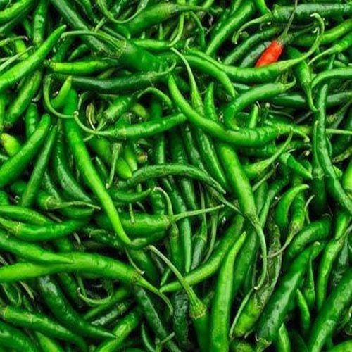 A Grade 100% Pure And Natural Fresh Green Chillies Use For Cooking