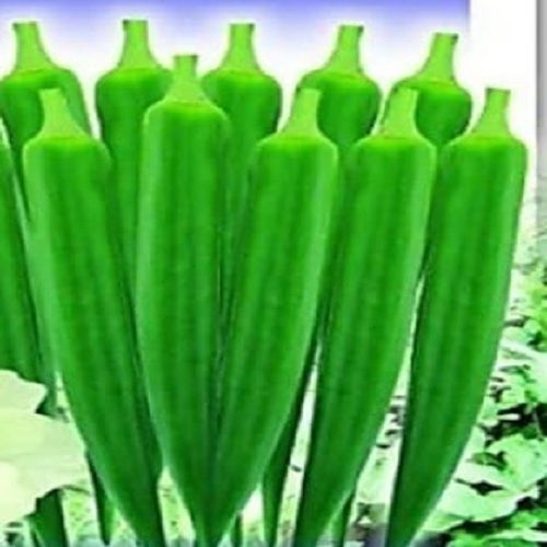 A Grade 100% Pure and Natural Fresh Nutricious Green Okra for Cooking
