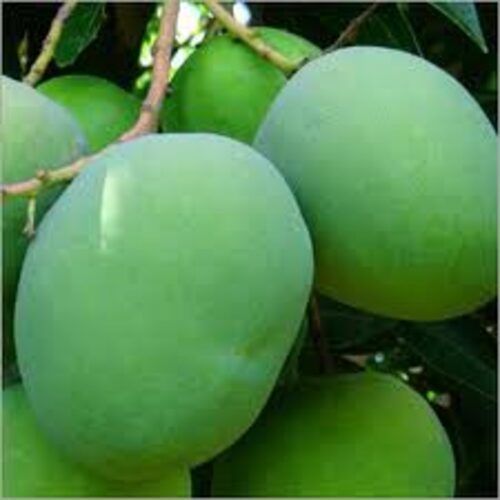 Chemical Free Rich Natural Taste Healthy Green Fresh Raw Mango