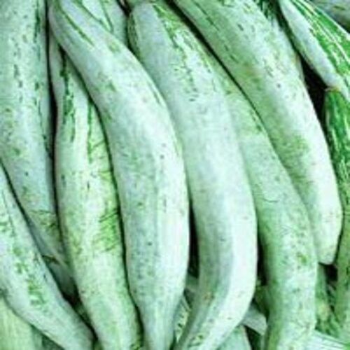 Long Fine Rich Natural Taste Chemical Free Green Fresh Snake Gourd