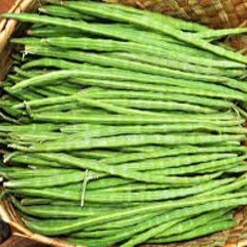 Long High Fiber No Artificial Color Healthy Natural Rich Taste Green Fresh Drumsticks