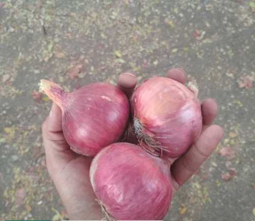Hygienically Packed Organic Fresh Light Red Onion Vegetable