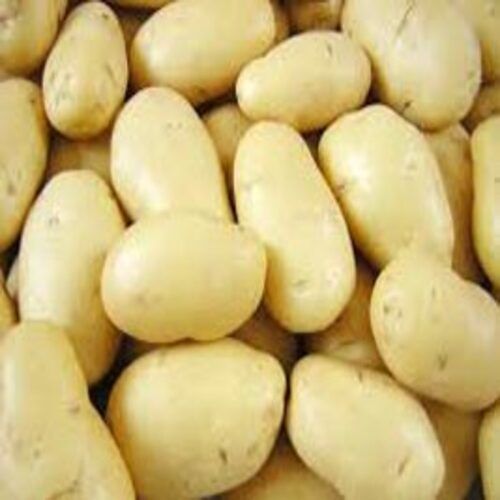 Fresh Potato - Organic, Round & Oval, Brown | Naturally Mild Flavor, Chemical-Free, Safe Packaging for Cooking