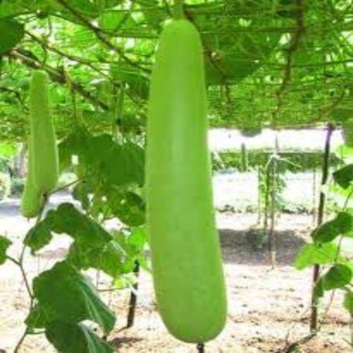 Rich Natural Fine Taste Chemical Free Healthy Green Fresh Bottle Gourd