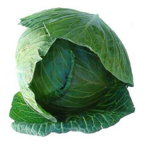 Round & Oval Floury Texture Healthy Rich Natural Fine Taste Green Fresh Cabbage