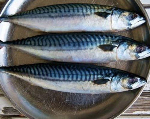  ताज़ा मैकेरल मछली, रेस्तरां के लिए 