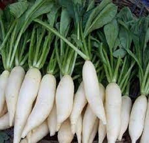 Organic Garden Fresh Radish(High Fibers And Low In Calories)