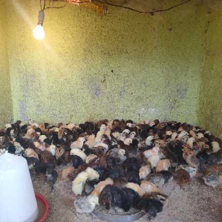 Poultry Farm Chicks In Bhubaneswar - Prices, Manufacturers & Suppliers