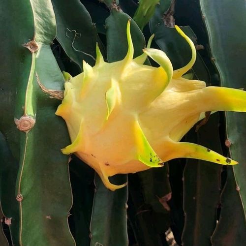 100 Percent Natural And Organic Non Glutinous Yellow Color Dragon Fruit