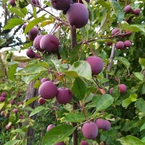 100 Percent Natural and Organic Purple Color Dragon Fruit