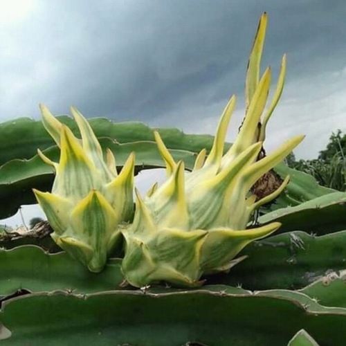 Common 100 Percent Natural And Organic Yellow Color Dragon Fruit