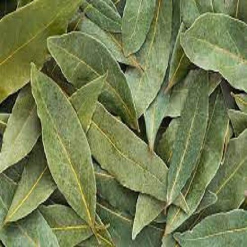 Green Bay Leaf (Tej Patta) Give Food Tasty And Aromatic