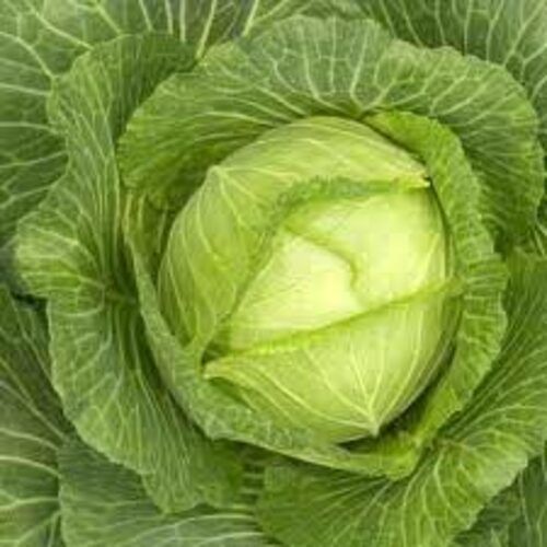 Floury Texture Healthy Rich Natural Fine Taste Green Fresh Cabbage