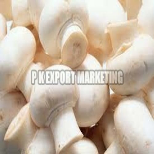 No Added Flavor Healthy Natural Rich Taste White Fresh Mushroom Origin: India