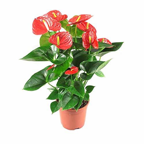 Anthurium 